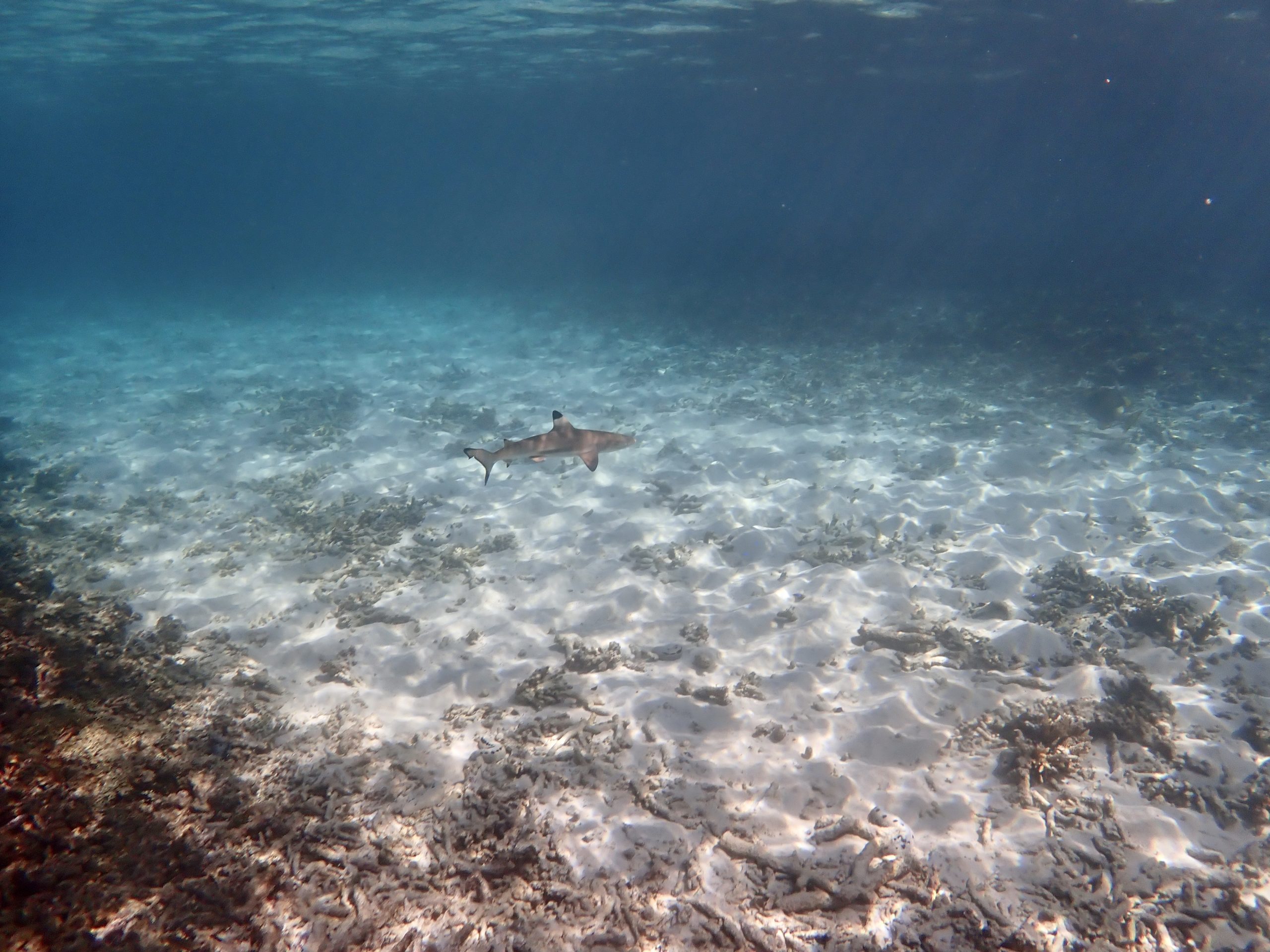 Shark Bay – Kinderstube der Schwarzspitzenriffhaie